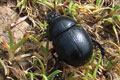 Black beetle