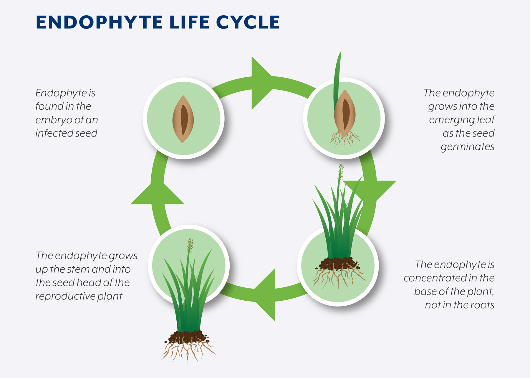 Endophyte Life Cycle