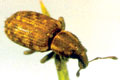 Argentine stem weevil