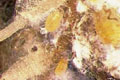 Root aphid